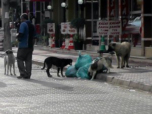 Sokak köpekleri için ‘yaşa-yaşat’ projesi