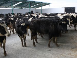 İthal sığırlar kabus oldu
