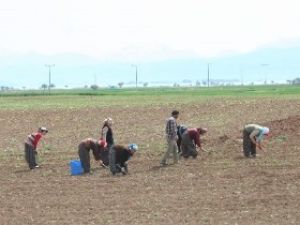 Suyun dibinde susuz tarım
