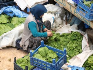 Sarma yaprağının fiyatı üzümden pahalı