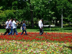 Konya Büyükşehir Şehri Güllerle Donattı