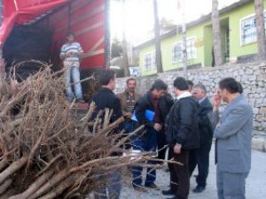 Hadim'de 20 bin kiraz fidanı dağıtıldı