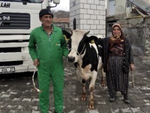 Büyükdoğan köyünde 120 gebe düve dağıtıldı