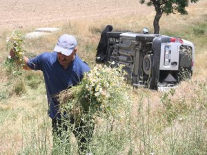 Yaralılara yardıma gelenler papatya topladı