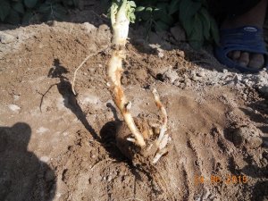 Aşırı yağışlar patatesi de vurdu