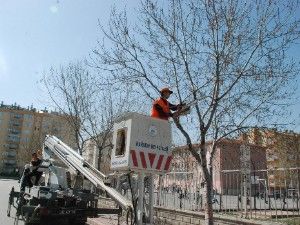 Karatayda ağaçlar budanıyor