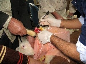 Beş ayaklı kuzu ameliyat edildi