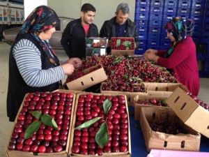 Kiraz Üretiminde Konya, Türkiye Şampiyonu