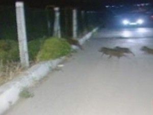 Yolcu otobüsü yaban domuzu sürüsüne çarptı