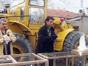 Araba fiyatına kuş alınıp satılıyor