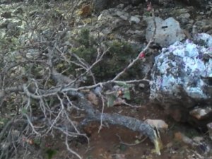 Dut toplarken ağaçtan düşerek öldü