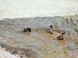 Kuşların Akşehir Deresinde Banyo Keyfi