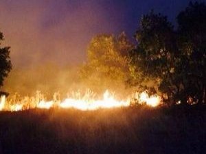 Türkiye'nin ciğeri yandı! 250 hektar yok oldu