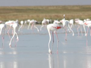 Tuz Gölü’nde yavru flamingo sevinci