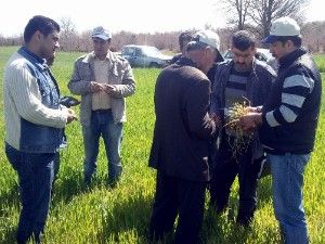 Göl Havzası'nda hububat yüz güldürüyor