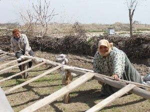 Fideler toprakla buluşmaya hazırlanıyor