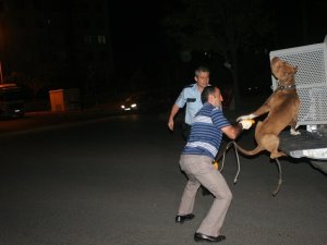 Çalıntı otomobilden "pitbull" çıktı