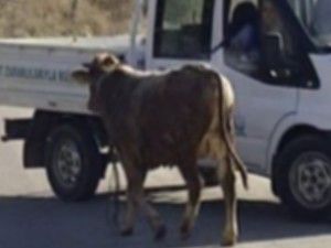 Boğa yakalama operasyonu
