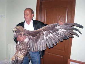 Yaralı kartal tedavi altına alındı
