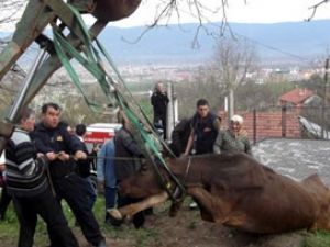 İneğin çektiği acı sahibini ağlattı
