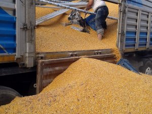 Kepek Ve Mısır Arası 55 Bin Paket Kaçak Sigara