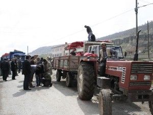 Özel İdareden organik patates tohumu