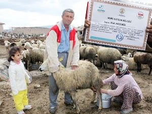 Eğitimli çobanların sertifikaları var güdecek sürüleri yok