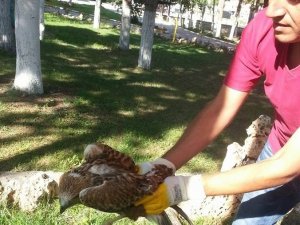 Yaralı şahin, tedavi altına alındı