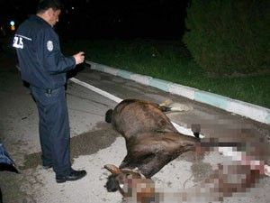 Beyşehir'de otomobil yola çıkan ata çarptı