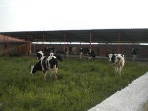 Altınekin'e 240 süt ineği alındı