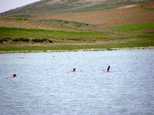 Düden Gölü'nün kuşları yuvaya dönüyor