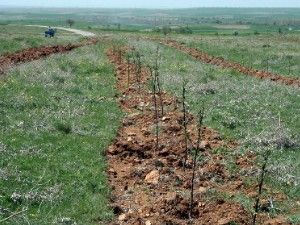Burunsuzda örnek meyve bahçesi