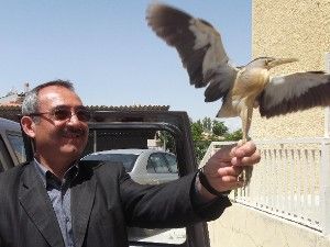 Yaralı balaban tedavi edilip doğaya bırakıldı