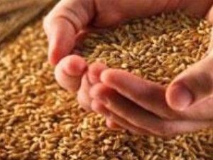 Konya'da organik dinkel buğdayı yetiştiriliyor