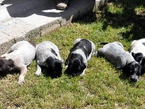 4 yavru köpeğin anneleri çalındı