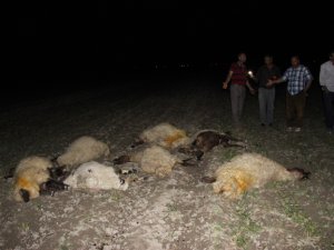 Konya’da 300 Koyunu Zehırleyip Telef Ettiler