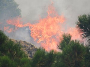 Konya’da Orman Yangını