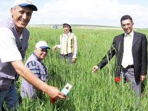 Yunak'ta süneyle mücadele başladı