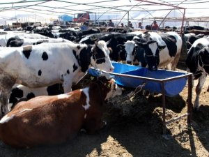 Selçuklu’da Kurban Satış Ve Kesim Yerleri Belli Oldu