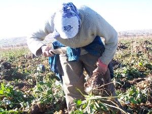 Beyşehir'de pancar kotası artırma çalışmaları