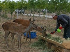 Şeker hedefe ulaşıyor