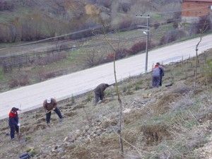 Tepekentte ağaçlandırma seferberliği