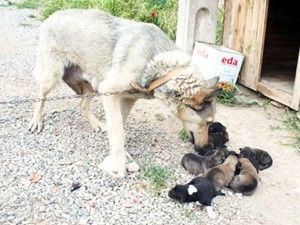 Cezaevinin köpeği 9 yavru doğurdu
