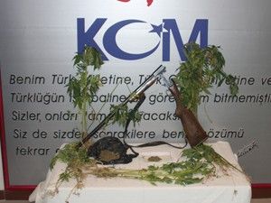 Esrar satıcılarına tutuklama