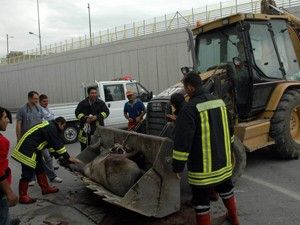 Yaralı at için seferber oldular