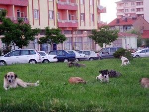 Seydişehir'de başıboş köpekler sorun oldu