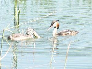 Beyşehir Gölü'nde bahriler balık avında