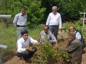 Konya İl Özel İdare'den bağcılığa destek