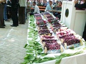 Başyayla Kiraz Festivali bugün