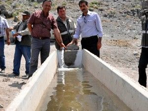 Yılkı atları için tankerle su taşıyorlar